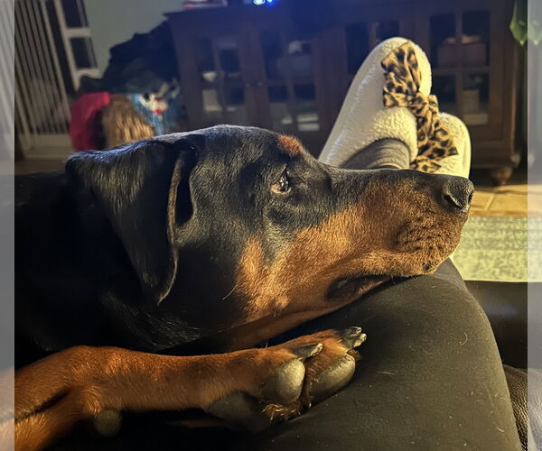 Medium Photo #2 Doberman Pinscher Puppy For Sale in Aurora, OH, USA