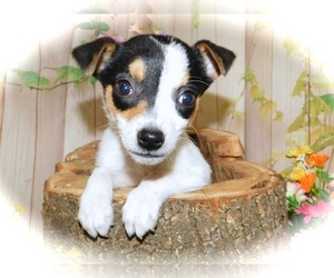 Jack-Rat Terrier Puppy for sale in HAMMOND, IN, USA