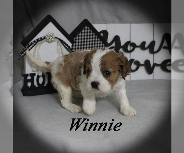 Medium Photo #14 Cavalier King Charles Spaniel Puppy For Sale in CHANUTE, KS, USA