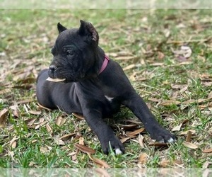 Cane Corso Puppy for sale in DELAWARE, OH, USA