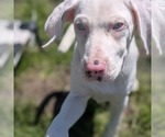 Small #8 Australian Shepherd-Catahoula Leopard Dog Mix