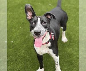 Dotty - Female Pointer-Unknown Mix Dog for Adoption - Photo #6