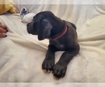 Small Photo #3 Great Dane Puppy For Sale in BARTLETT, IL, USA