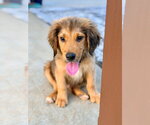 Small Golden Labrador