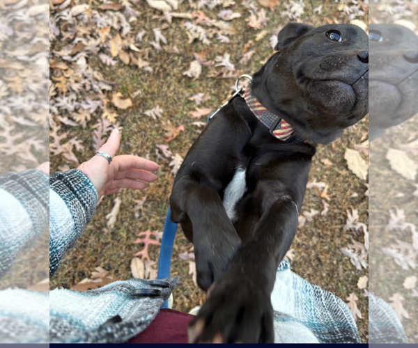 Medium Photo #10 American Staffordshire Terrier-Labrador Retriever Mix Puppy For Sale in Holly Springs, NC, USA