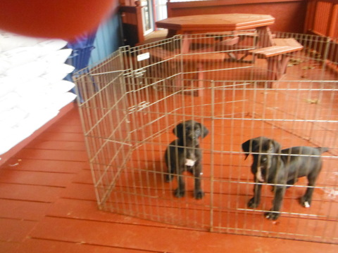 Medium Photo #4 Great Dane Puppy For Sale in BLUE CREEK, OH, USA