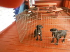 Small Photo #4 Great Dane Puppy For Sale in BLUE CREEK, OH, USA