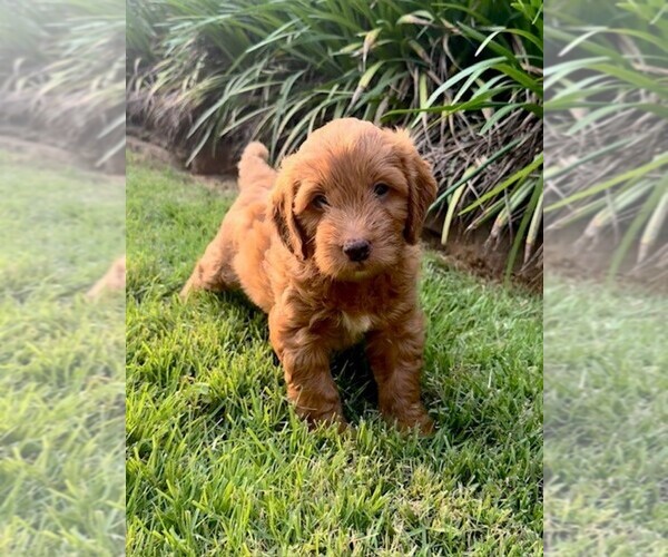 Medium Photo #39 Double Doodle Puppy For Sale in LAGRANGE, GA, USA