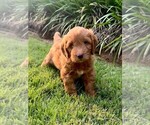 Small Photo #39 Double Doodle Puppy For Sale in LAGRANGE, GA, USA