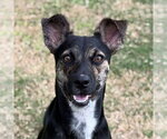 Randy - Male Mutt Dog for Adoption - Small photo