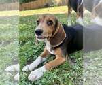 Small #1 Beagle