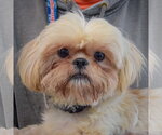 Small Shih Tzu