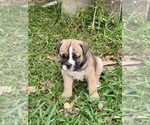 Puppy Morticia American Bulldog-English Bulldog Mix