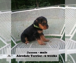 Airedale Terrier Puppy for sale in CLARKRANGE, TN, USA