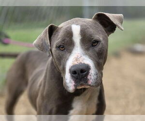 Mutt Dogs for adoption in Anniston, AL, USA