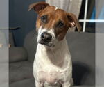 Small #1 Beagle Mix