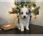 Small Photo #6 Miniature Australian Shepherd Puppy For Sale in COLUMBUS, NC, USA