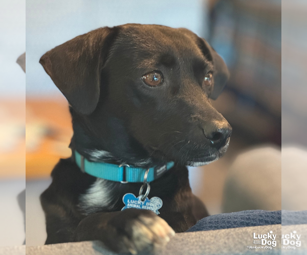 Medium Photo #6 Colonial Cocker Spaniel-Labrador Retriever Mix Puppy For Sale in Washington, DC, USA