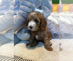 Small Photo #16 Cockapoo Puppy For Sale in ROCHESTER, MN, USA