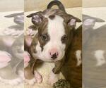 Small #4 American Pit Bull Terrier Mix