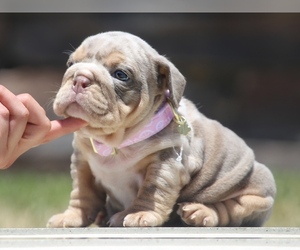 Bulldog Puppy for Sale in LOS ANGELES, California USA