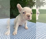 Small #4 French Bulldog