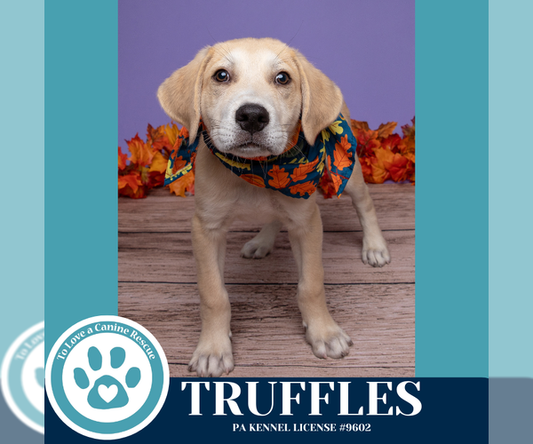 Medium Photo #3 Labrenees Puppy For Sale in Kimberton, PA, USA