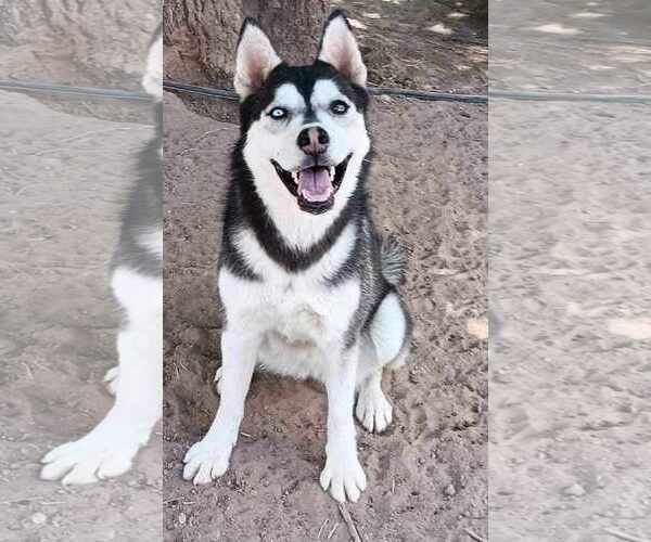 Medium Photo #1 Siberian Husky Puppy For Sale in Peralta, NM, USA