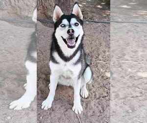 Siberian Husky Dogs for adoption in Peralta, NM, USA