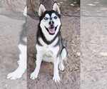 Small Siberian Husky