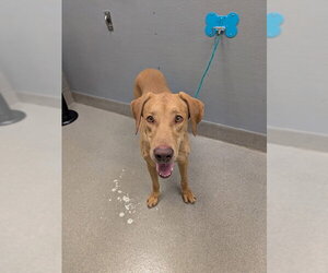 Labrador Retriever-Unknown Mix Dogs for adoption in Las Vegas, NV, USA