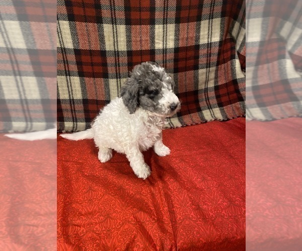 Medium Photo #1 Poodle (Miniature) Puppy For Sale in STATESVILLE, NC, USA