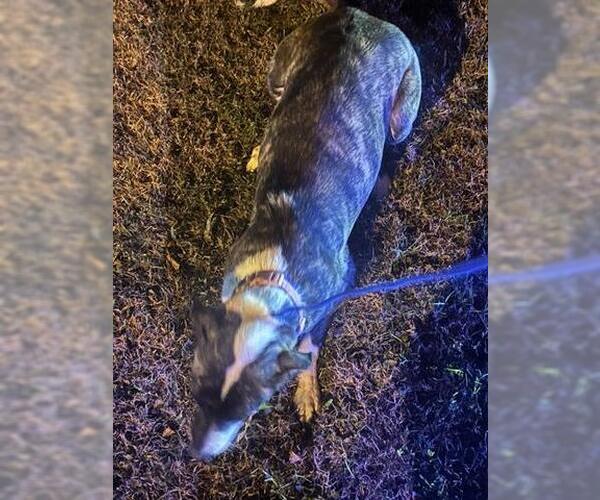 Medium Photo #1 Labrador Retriever-Unknown Mix Puppy For Sale in Houston, TX, USA