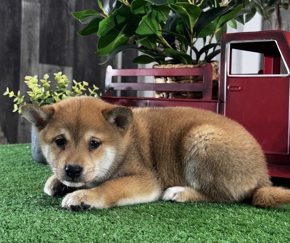 Medium Photo #4 Shiba Inu Puppy For Sale in CANOGA, NY, USA