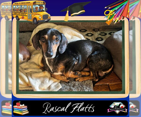 Medium Photo #1 Dachshund Puppy For Sale in San Antonio, TX, USA