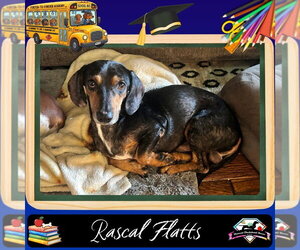 Dachshund Dogs for adoption in San Antonio, TX, USA