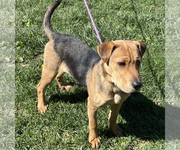 Medium Photo #1 Beagle-Unknown Mix Puppy For Sale in Batavia, OH, USA