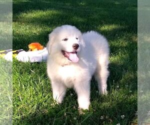 Great Pyrenees Puppy for sale in BRIGHTON, IA, USA