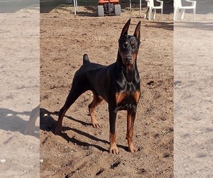 Father of the Doberman Pinscher puppies born on 02/05/2023