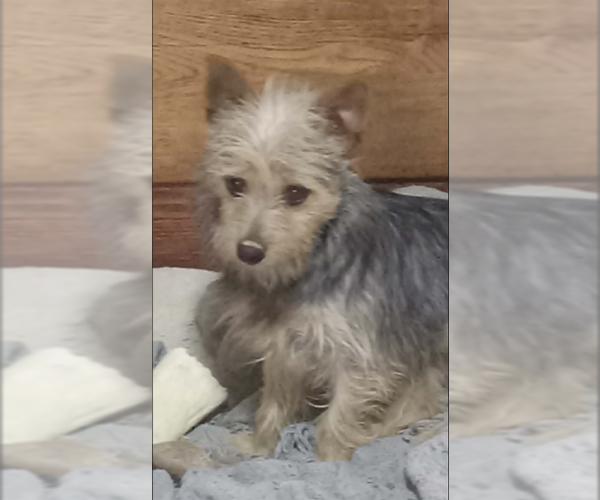 Medium Photo #6 Mutt Puppy For Sale in Cranston, RI, USA