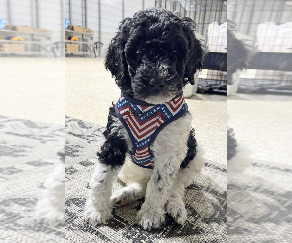 Medium Photo #2 Poodle (Standard) Puppy For Sale in SUFFOLK, VA, USA