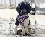 Small #1 Poodle (Standard)