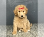 Small Photo #6 Goldendoodle-Poodle (Standard) Mix Puppy For Sale in PORTERVILLE, CA, USA