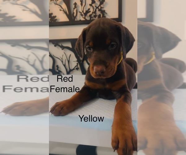 Medium Photo #20 Doberman Pinscher Puppy For Sale in COLORADO SPRINGS, CO, USA