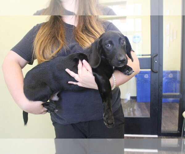 Medium Photo #3 Bassetdor Puppy For Sale in Chestertown, MD, USA