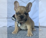 Small Photo #9 French Bulldog Puppy For Sale in CORONA, CA, USA