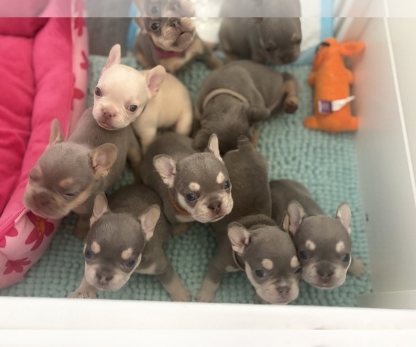 Medium Photo #29 French Bulldog Puppy For Sale in KENT, WA, USA