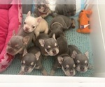 Small #28 French Bulldog