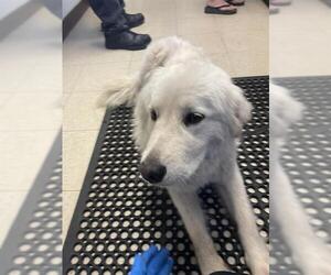 Great Pyrenees Dogs for adoption in Stockton, CA, USA