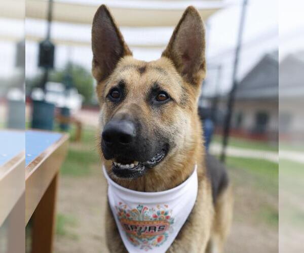 Medium Photo #1 German Shepherd Dog-Unknown Mix Puppy For Sale in San Antonio, TX, USA